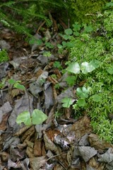 Neottia smallii