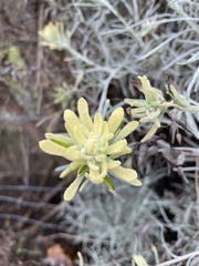 Castilleja hololeuca