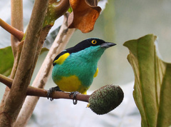 Dacnis lineata