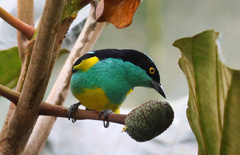 Dacnis lineata