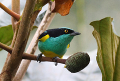 Dacnis lineata