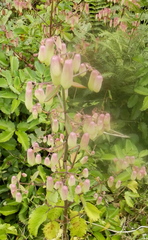 Kalanchoe pinnata