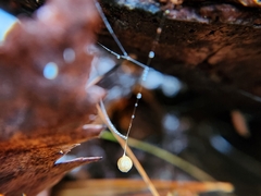 Theridiosoma