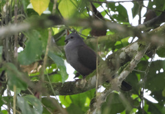 Patagioenas goodsoni