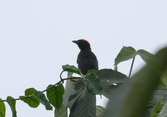Heterospingus xanthopygius