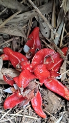 Zingiber kawagoii