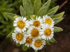 Darwiniothamnus tenuifolius