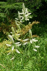 Stenanthium leimanthoides