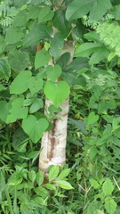 Calophyllum longifolium