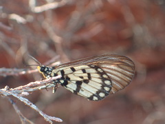Acraea andromacha
