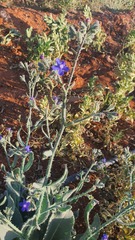 Anchusa strigosa