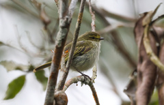 Zimmerius albigularis