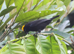 Tachyphonus delatrii