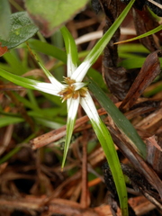 Rhynchospora nervosa