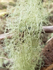 Usnea subfloridana
