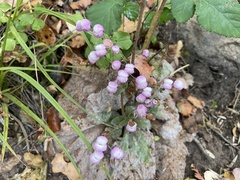 Calceolaria lanigera
