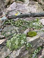 Cladonia chlorophaea