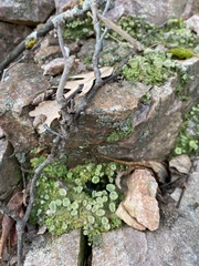 Cladonia chlorophaea