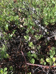 Arctostaphylos × media