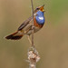 White-spotted Bluethroat - Photo (c) Paul Cools, some rights reserved (CC BY-NC), uploaded by Paul Cools