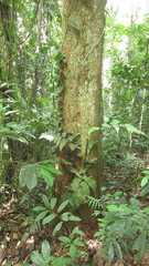 Virola multiflora
