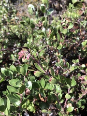 Arctostaphylos × media