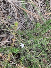 Stephanomeria diegensis