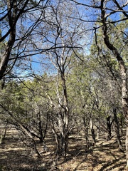 Quercus sinuata