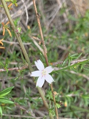 Stephanomeria diegensis