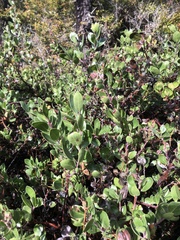 Arctostaphylos × media