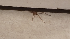 Kukulcania hibernalis