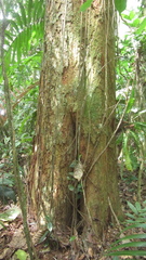 Virola multiflora