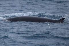 Balaenoptera bonaerensis