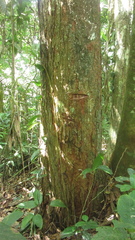 Virola multiflora