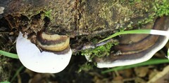 Fomitopsis hemitephra