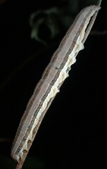 Catocala abbreviatella