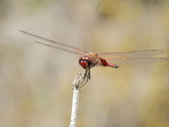 Tramea darwini