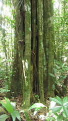 Aspidosperma megalocarpon