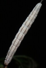 Catocala abbreviatella