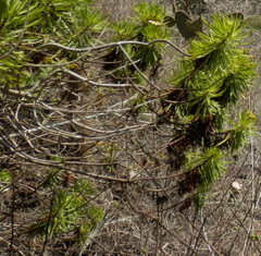 Darwiniothamnus tenuifolius