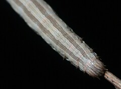 Catocala abbreviatella
