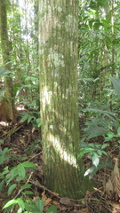 Calophyllum brasiliense