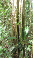 Aspidosperma megalocarpon