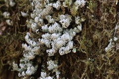 Pulchrocladia retipora