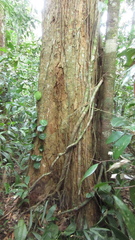 Virola multiflora