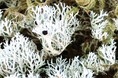 Pulchrocladia retipora