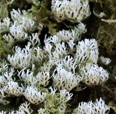 Pulchrocladia retipora