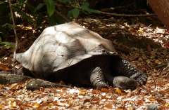 Chelonoidis niger