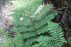 Cyathea colensoi