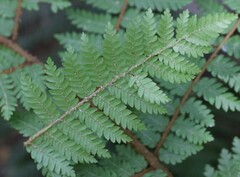Cyathea colensoi